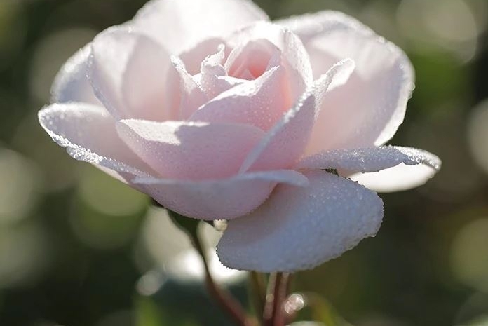 La Rose de Granville, emblématique de la maison Dior, de retour sur ses terres.